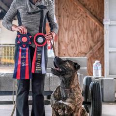 Boerboels from Romboel Farm Dogs