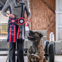 Boerboels from Romboel Farm Dogs