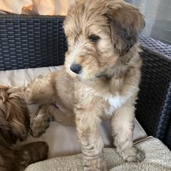 Whoodle Puppies from RockyRiverDoodles