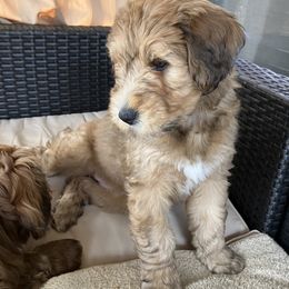 Whoodle Puppies from RockyRiverDoodles