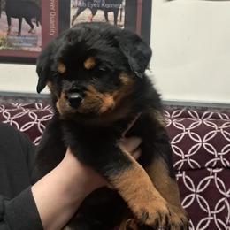 Boy 1 - Black and mahogany male Rottweiler puppy in De Witt, Iowa from Irish Eyes Kennels