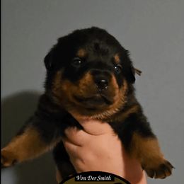Brown Collar Boy 5 - Black and mahogany male Rottweiler puppy in Shepherdsville, Kentucky from Rottie Squad Kennel