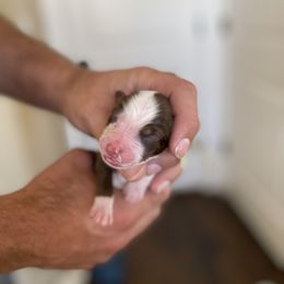 Girl 4 - Miniature Australian Shepherd puppy in Hyrum, Utah from Amie's Aussies & Doodles
