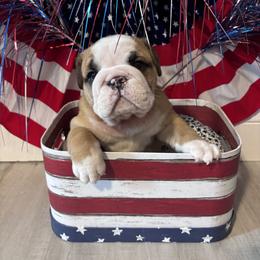 Boy 1 - Fawn male Bulldog puppy in Mount Airy, North Carolina from PrimeCut Bulldogs