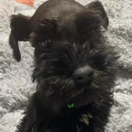 Forest - Green collar (Male black with white chest -small - Black male Miniature Schnauzer puppy in Ravensdale, Washington from Serenity Schnauzers