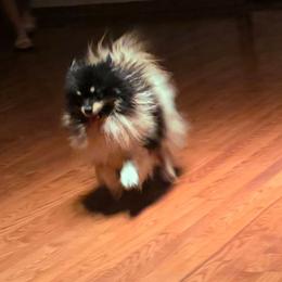 Moe - Pomeranian