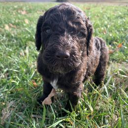 Male, Gray - Poodle puppy in Bowling Green, Kentucky from Wilkins Standard Poodles