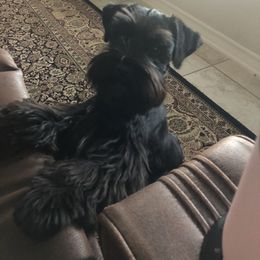 Gidget - Miniature Schnauzer