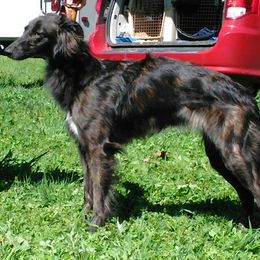 Borzoi and Silken Windhound All Grown Up from Avalon