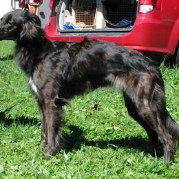 Borzoi and Silken Windhound All Grown Up from Avalon