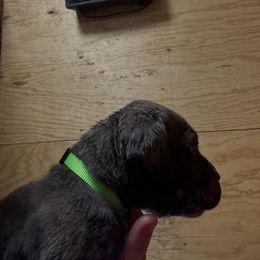 Boy7 - Black male Cane Corso puppy in Granbury, Texas from Revolutions Kennel