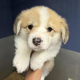Pink Collar Female - Red female Pembroke Welsh Corgi puppy in Victoria, Texas from Clear Creek Corgis