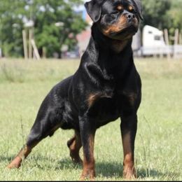 Dalila - Rottweiler