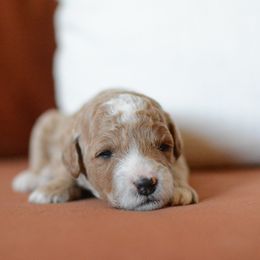 Goldendoodle Puppies from Maggies Doodles (maggiesdoodlesaz.com)
