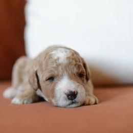 Goldendoodle Puppies from Maggies Doodles (maggiesdoodlesaz.com)