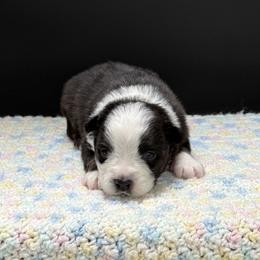 Matrix - Black tri male Miniature Australian Shepherd puppy in Covington, Pennsylvania from Rigas Mini Aussies LLC