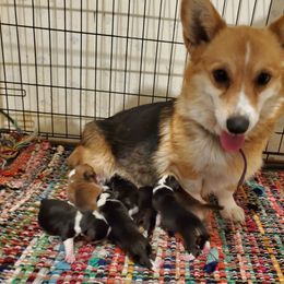 Remington  - Pembroke Welsh Corgi