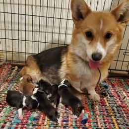 Remington  - Pembroke Welsh Corgi