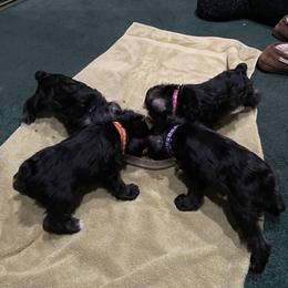 Miniature Schnauzer Puppies from Mini Schnauzers for Life