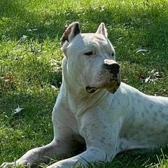 Chip - Dogo Argentino
