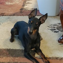 Alfie - Manchester Terrier