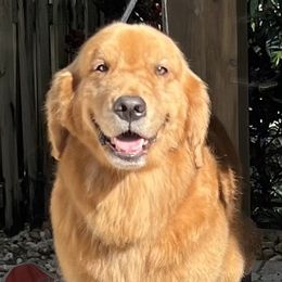 German Shepherd and Golden Retriever Puppies from Vom Bethel