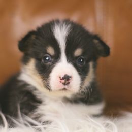 Pembroke Welsh Corgi Puppies from Ayers Acres Corgis