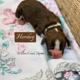 Hershey - Liver and white female English Springer Spaniel puppy in Uvalda, Georgia from Willow Creek Farms