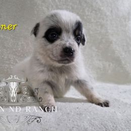 Donner - Blue female Australian Cattle Dog puppy in Silsbee, Texas from Rockin ND Ranch