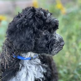 Portuguese Water Dog Puppies from Yellowstone Porties