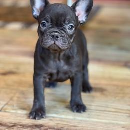 Coco - Brindle female French Bulldog puppy in Hardy, Arkansas from Caring Hearts Kennel
