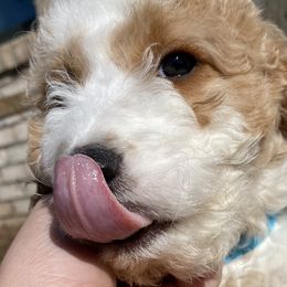 Aussiedoodles and Goldendoodles from All Things Doodles