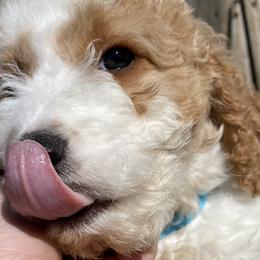 Aussiedoodles and Goldendoodles from All Things Doodles