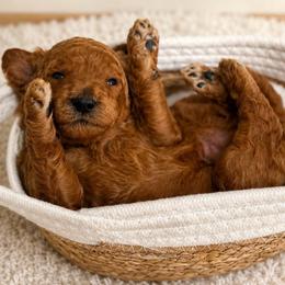 Theodore - Red  male Poodle puppy in Tallahassee, Florida from Brivali Poodles