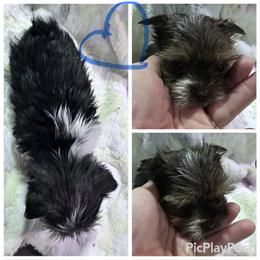 Parti boy - Parti male Yorkshire Terrier puppy in Tulsa, Oklahoma from Yorker Puppy Palace