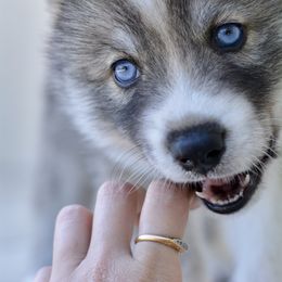 Siberian Husky Puppies from SoFlo Siberians