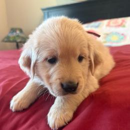 Ms. Teal - Golden female Golden Retriever puppy in Brentwood, California from Golden M Family Farms