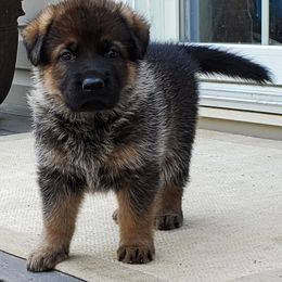 German Shepherd Puppies from Wind Dance German Shepherds