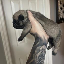 Bulldog and Pug Puppies from Love that bulldog lewter family