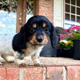 Tilly - Piebald female Dachshund puppy in Ben Lomond, Arkansas from Miesha Carver's Bulldogs