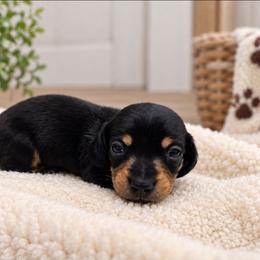 Kira - Black and tan female Dachshund puppy in Greenfield, Ohio from Buck Run Creek Dachshunds