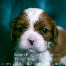 Beagle and Cavalier King Charles Spaniel Puppies from Kazuri Beagles and Cavaliers