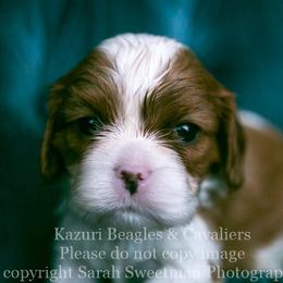 Beagle and Cavalier King Charles Spaniel Puppies from Kazuri Beagles and Cavaliers