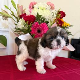 Rayna - AKC Champion Bloodline - Tricolor female Shih Tzu puppy in Long Beach, California from Prieto Shih-Tzu's