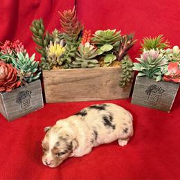 Cleopatra - Blue merle female Miniature Australian Shepherd puppy in Myakka City, Florida from Gable A Aussies