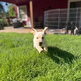 Brooke - Yellow female Labrador Retriever puppy in Sweet Home, Oregon from Knotty Creek Labradors