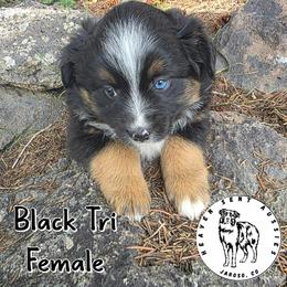 Harriet - Black tri female Miniature Australian Shepherd puppy in Jaroso, Colorado from Heaven Sent Aussies