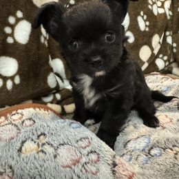 Thunder - Black and white male Chihuahua puppy in Washington, Washington, D.C. from VIP Chihuahuas