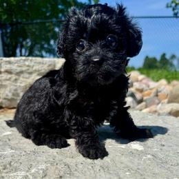 Cedar - Black female Yorkipoo puppy in Howard City, Michigan from Petite Joie Puppies