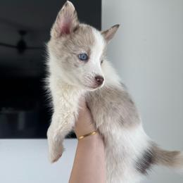 Paisley - Lavender female Pomsky puppy in Goodyear, Arizona from Velvet Pomskies